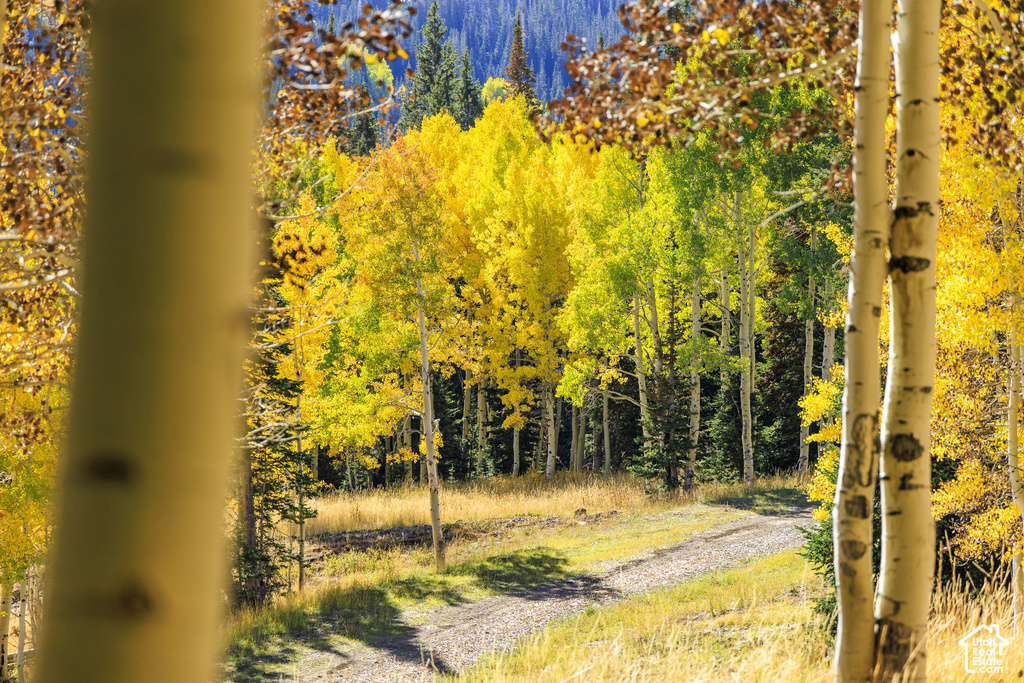 Gravel pathway surrounded by mature trees featuring vibrant yellow and green foliage