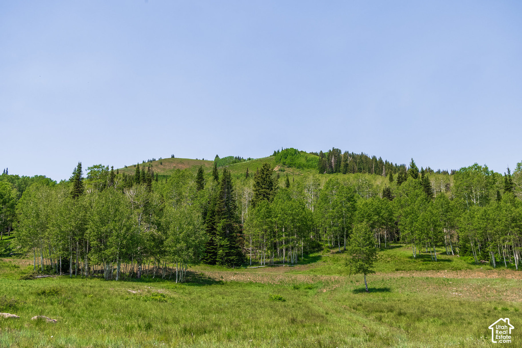 Expansive green landscape with varied trees, including aspens and evergreens, under a clear sky