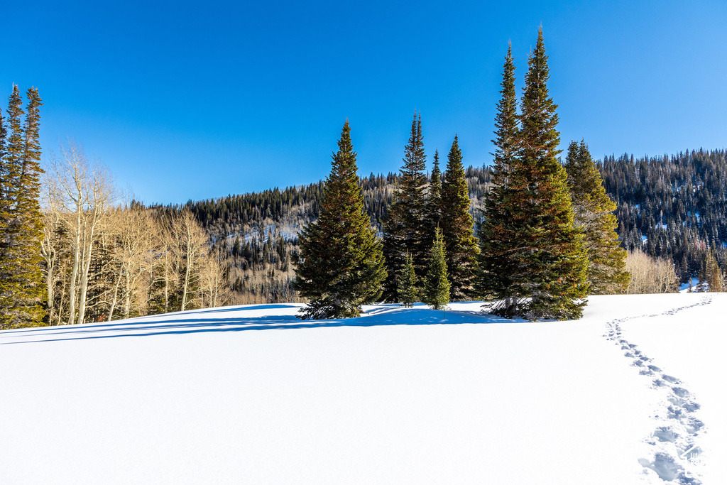Expansive snow-covered landscape with evergreen and deciduous trees