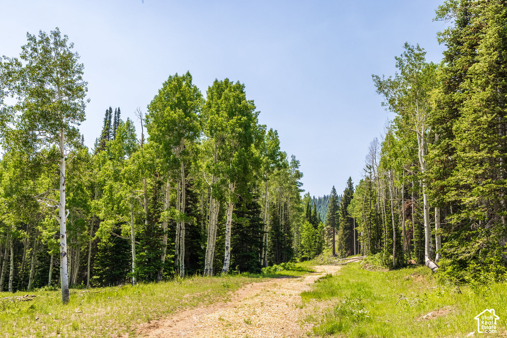 Wooded lot featuring a natural dirt path, mature aspen trees, and dense evergreen foliage
