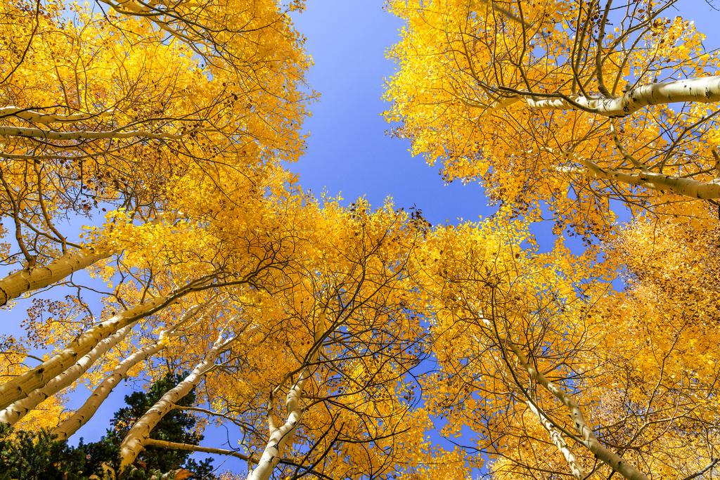 325  WHITE PINE CANYON RD Park City, UT 84060