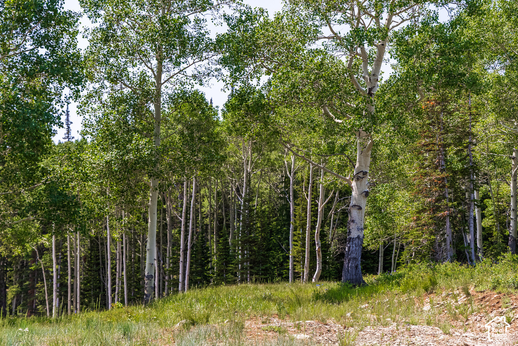 Expansive treed landscape featuring a mix of mature deciduous and coniferous trees