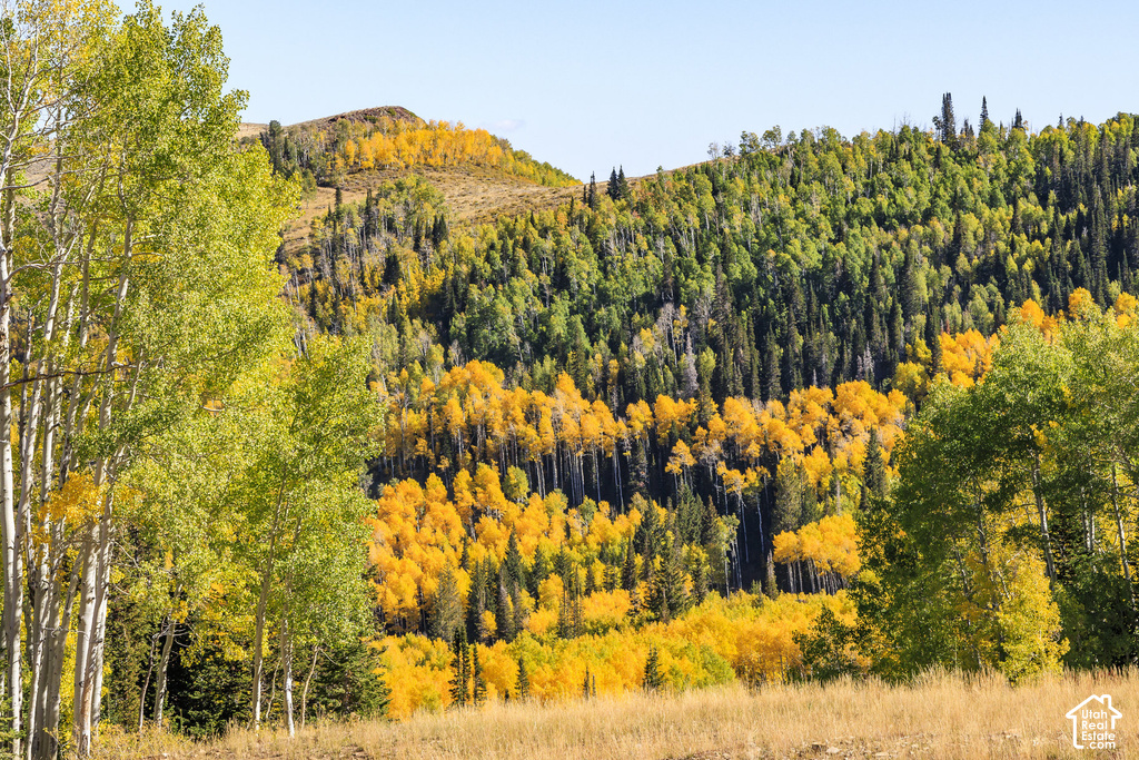 Rolling hillside showcasing dense tree coverage with vibrant fall foliage