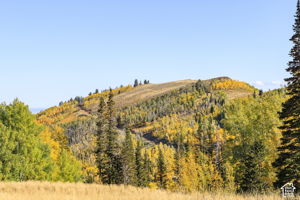 Mountainous landscape featuring a foreground of golden grasses and diverse tree coverage