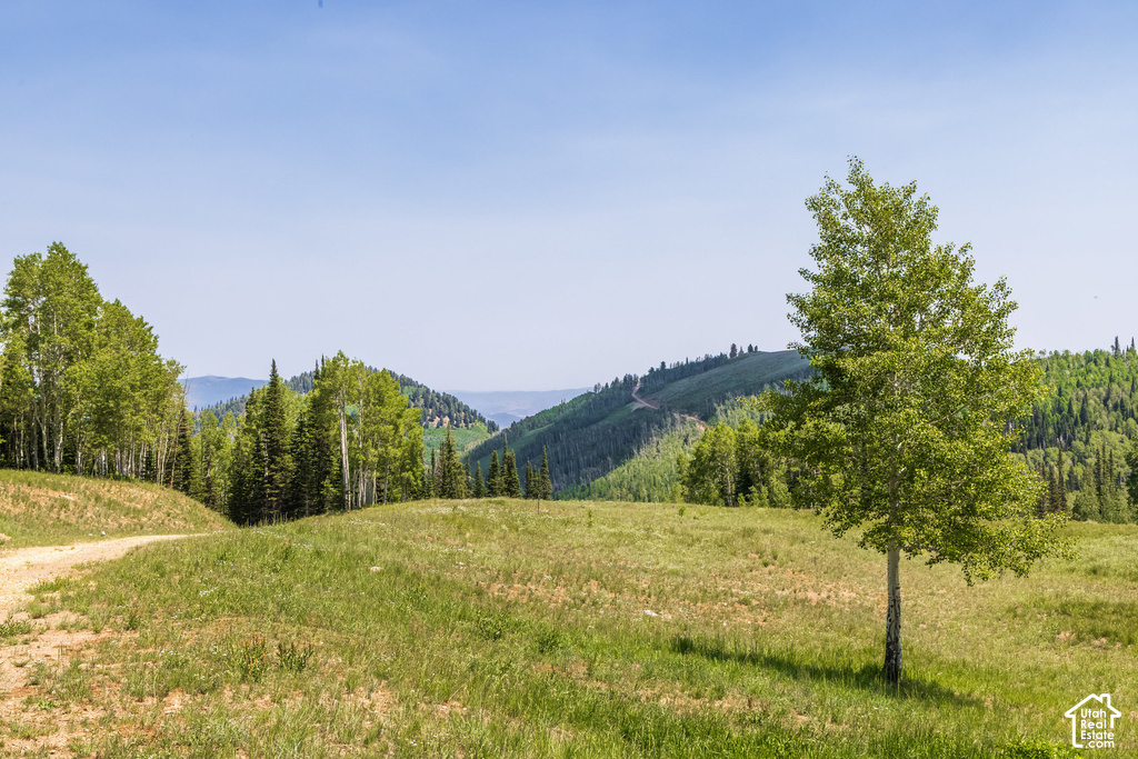 Expansive open terrain with natural grass, complemented by a deciduous tree