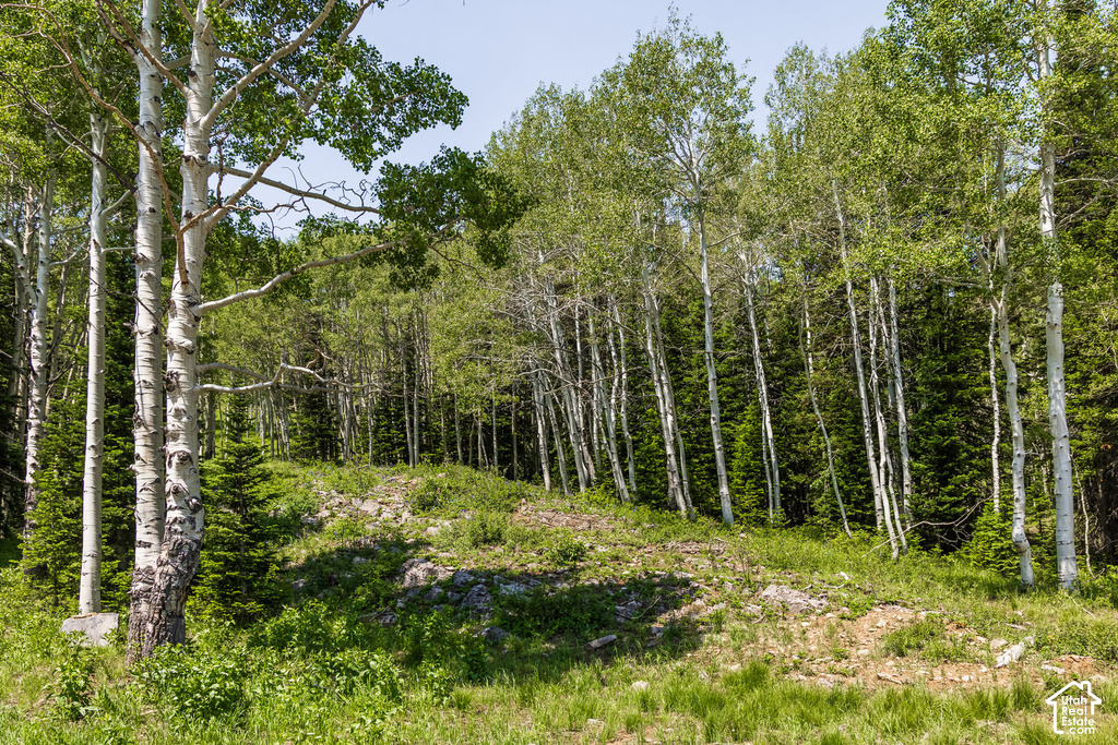 Forested parcel featuring mature deciduous and evergreen trees, sloped terrain, and natural ground cover