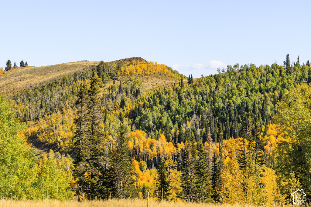 Rolling hills covered with deciduous and evergreen trees
