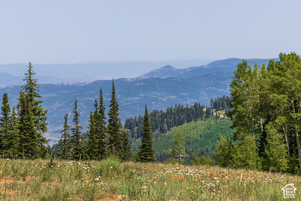 Expansive mountainous landscape featuring diverse tree species, including mature evergreens and deciduous trees