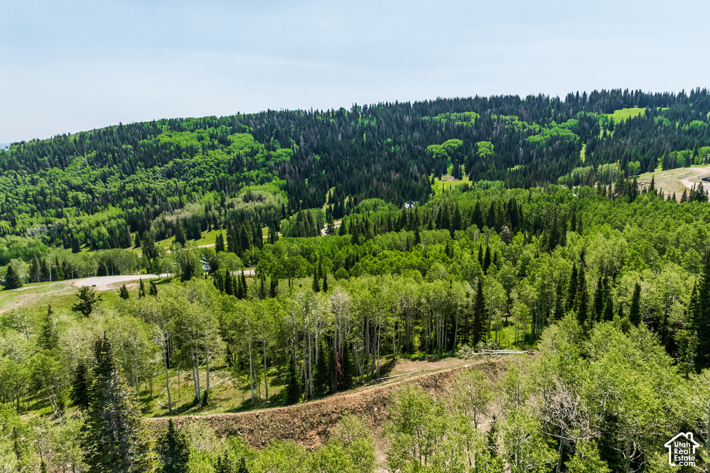 Expansive forested landscape featuring diverse tree species, including mature evergreens and deciduous trees with vibrant green foliage