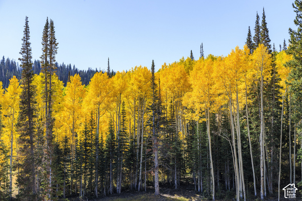 Expansive natural landscape featuring dense coniferous and deciduous trees with vibrant yellow foliage