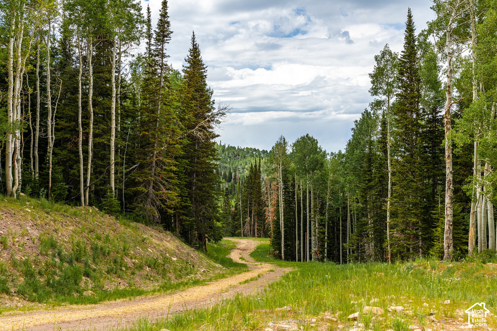 Winding dirt path through verdant surroundings