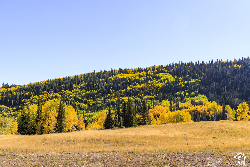 Expansive natural landscape featuring a sloping hillside with dense evergreen and deciduous trees
