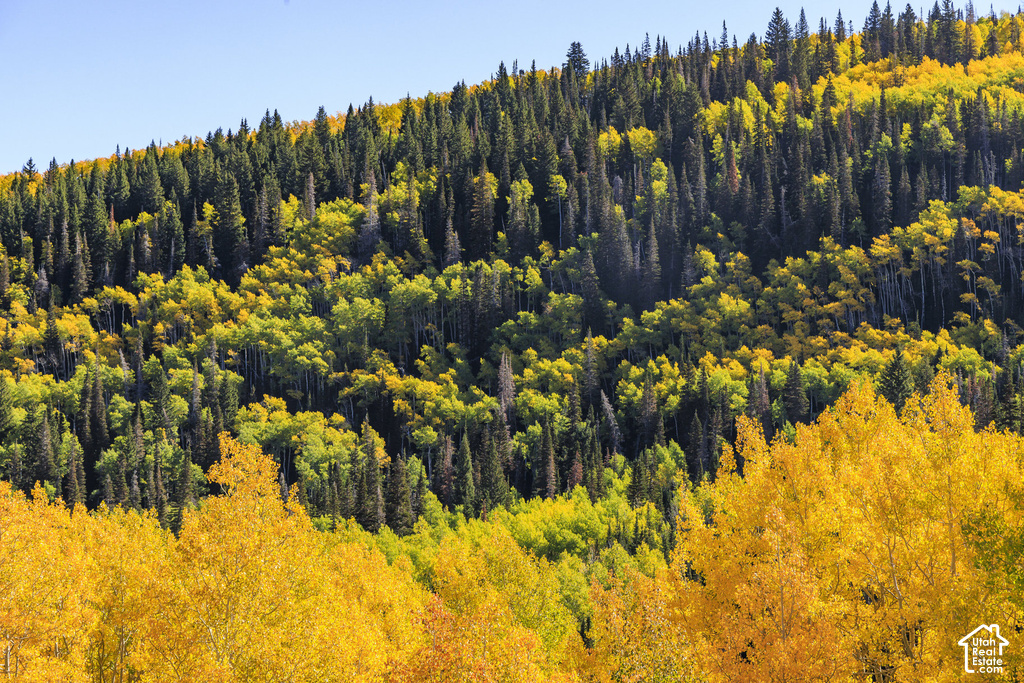 Expansive treed hillside featuring a mix of evergreen and deciduous foliage, a dense canopy of trees, varying shades of green and gold leaves, and a clear blue sky overhead