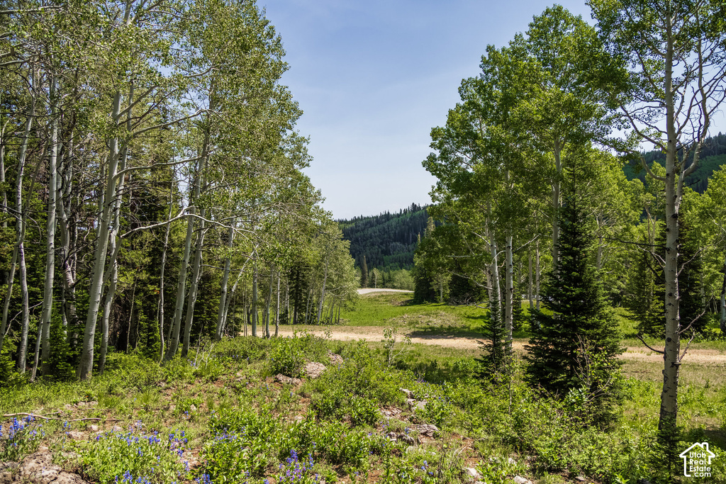 Expansive natural landscape featuring a mix of mature aspen and evergreen trees