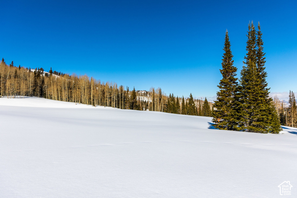 Expansive snow-covered terrain bordered by a stand of deciduous trees and evergreen pines