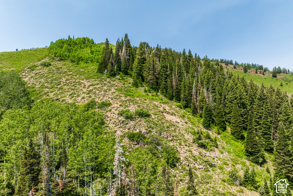 Mountainous terrain featuring diverse tree coverage and natural vegetation