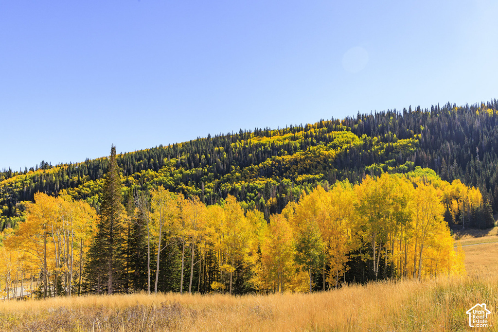 Expansive hillside property featuring dense coniferous forest and vibrant yellow deciduous trees under a clear sky