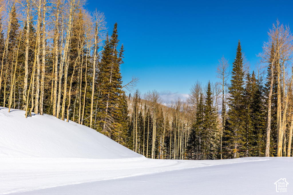 Snow-covered terrain framed by a dense forest of evergreen and deciduous trees