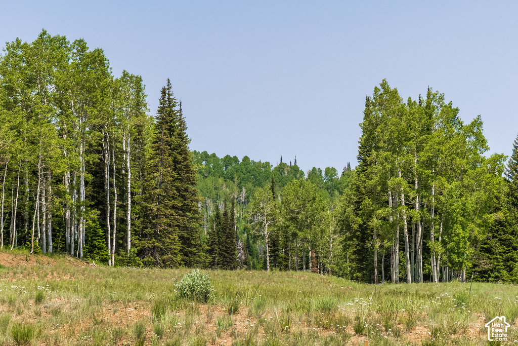 Expansive natural landscape featuring a gently sloping grassy area with scattered wildflowers and dense stands of mature aspen and pine trees