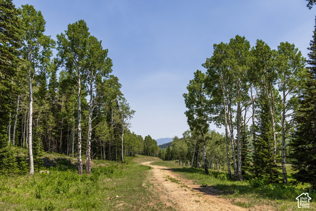 Natural landscape featuring a winding dirt path, surrounded by mature deciduous and evergreen trees, and verdant ground cover