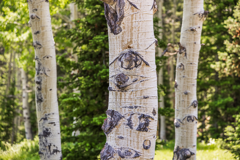 325  WHITE PINE CANYON RD Park City, UT 84060