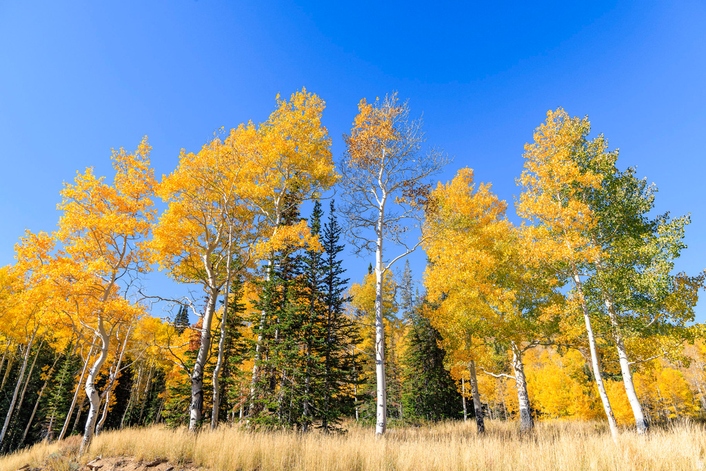 325  WHITE PINE CANYON RD Park City, UT 84060