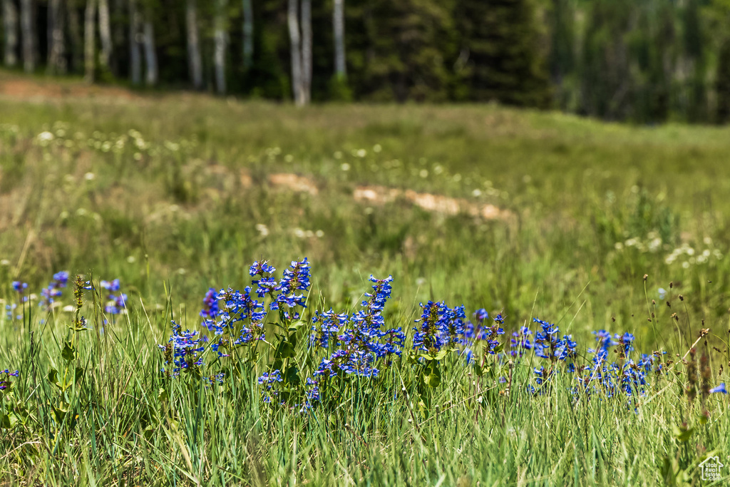 325  WHITE PINE CANYON RD Park City, UT 84060