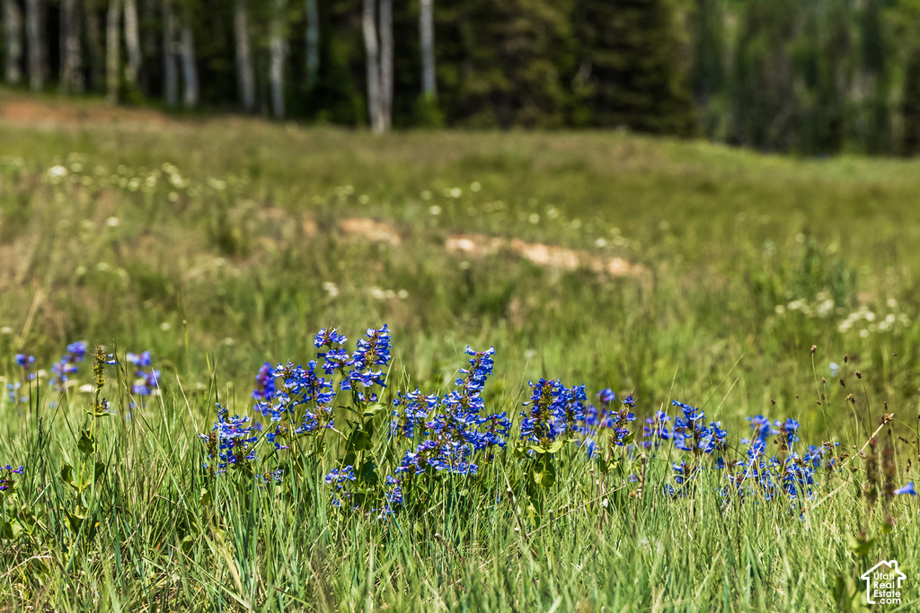 Expansive natural landscape featuring vibrant blue wildflowers and verdant foliage