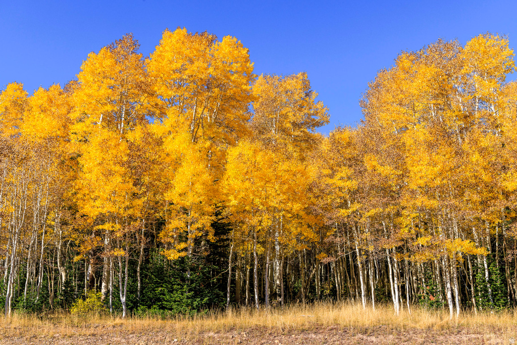 325  WHITE PINE CANYON RD Park City, UT 84060