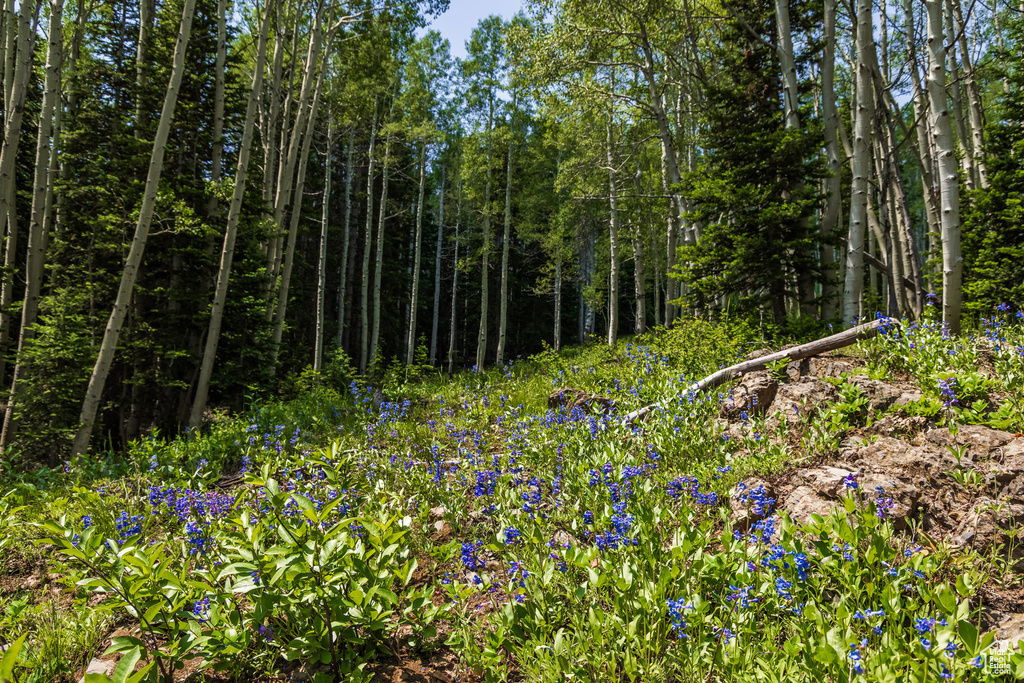 325  WHITE PINE CANYON RD Park City, UT 84060