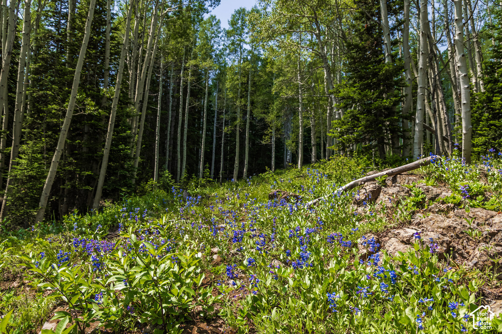 Wooded property featuring a natural slope, mature Aspen and Pine trees, and a ground cover of green foliage with purple wildflowers