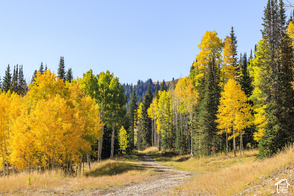 Winding unpaved road traversing a landscape with varied foliage