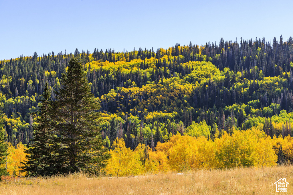 Rolling hillside featuring diverse foliage with distinct bands of golden and green trees, a clear blue sky overhead, and a foreground of dry, golden grasses