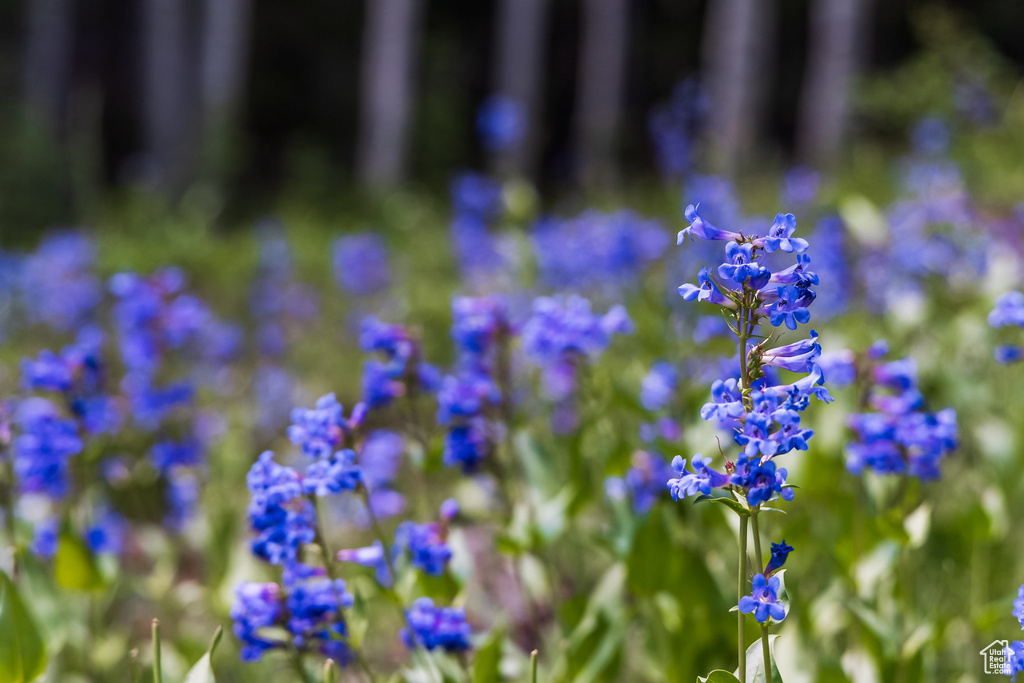 325  WHITE PINE CANYON RD Park City, UT 84060