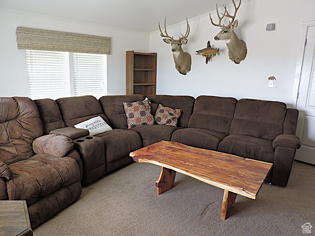 Living area featuring carpet flooring and ornamental molding