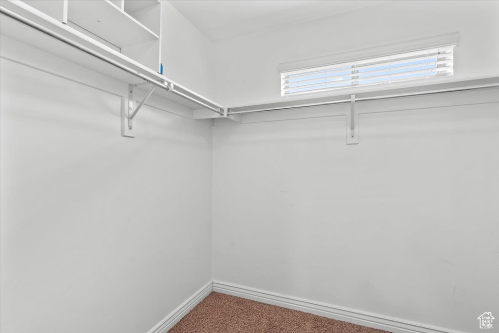 Spacious closet featuring carpet floors
