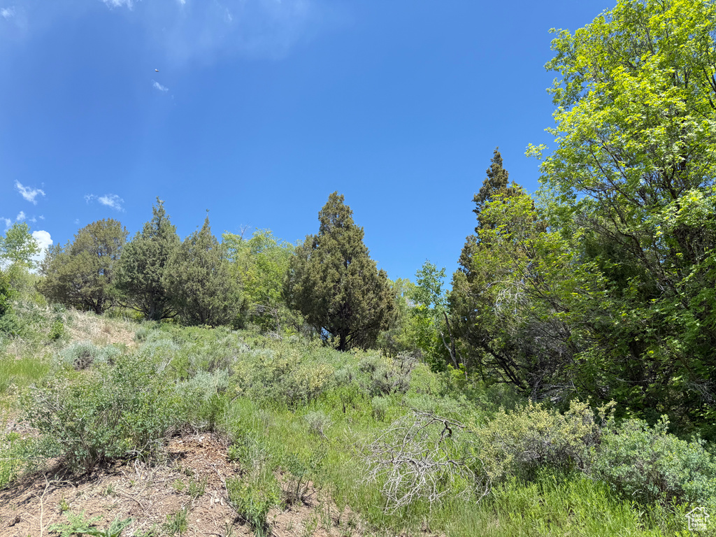 View of nature