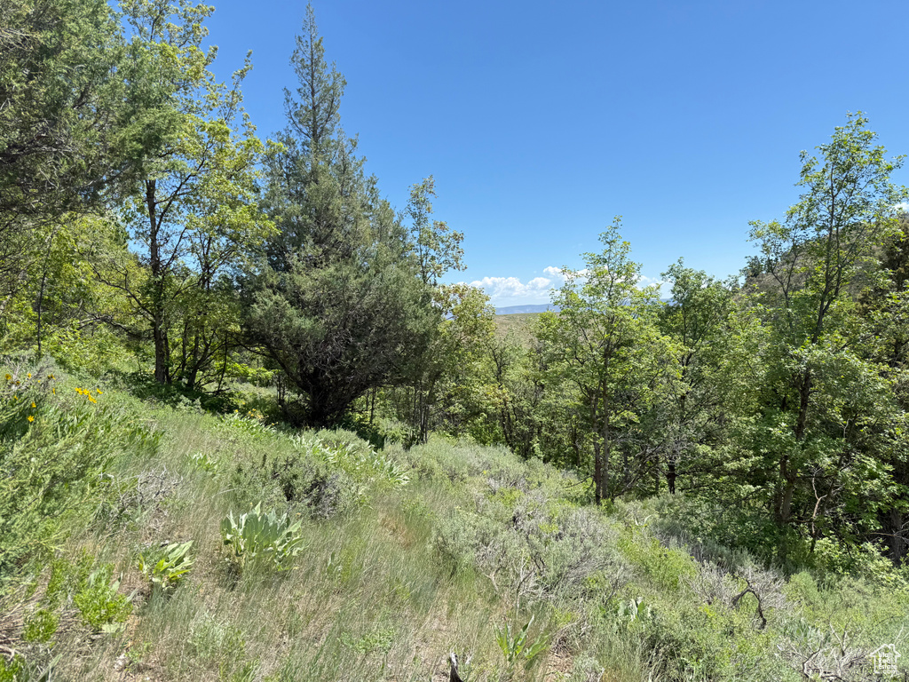 View of wooded area
