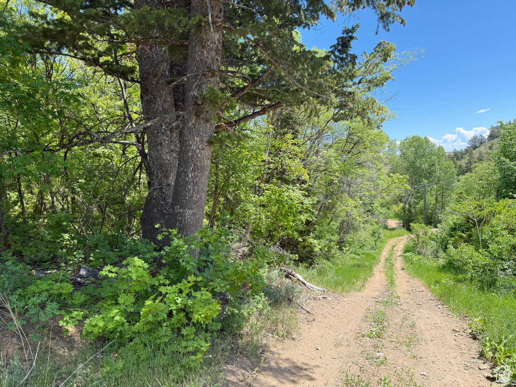 View of wooded area