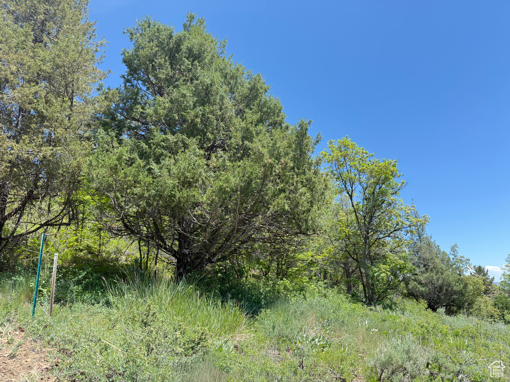 View of tree filled area