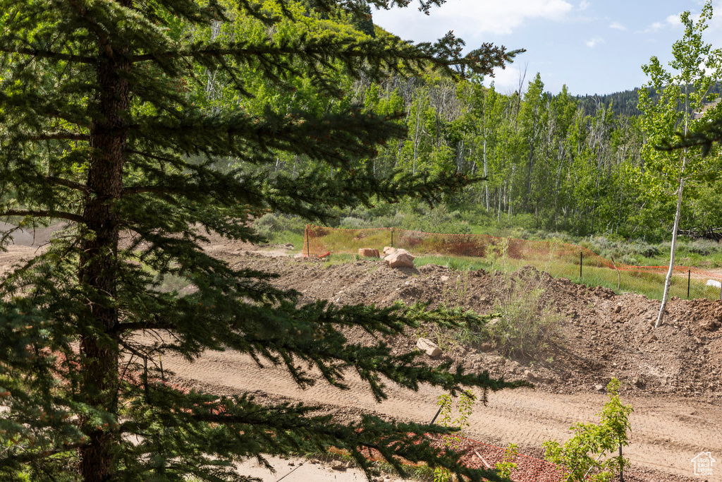 View of tree filled area