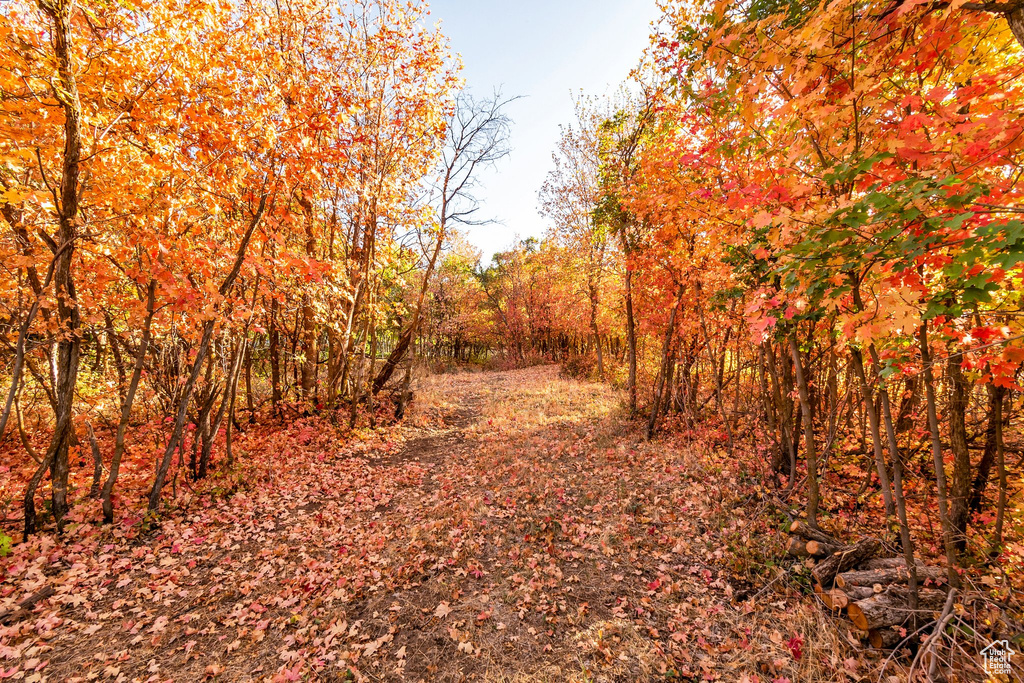View of wooded area