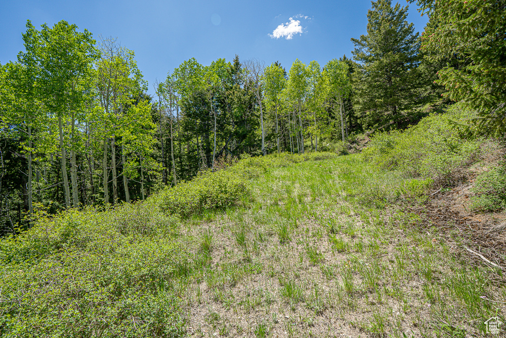 View of tree filled area