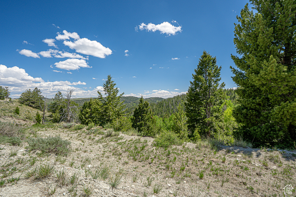 View of mountain backdrop with a heavily wooded area