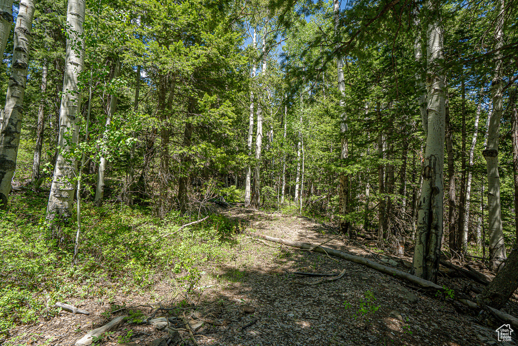 View of tree filled area