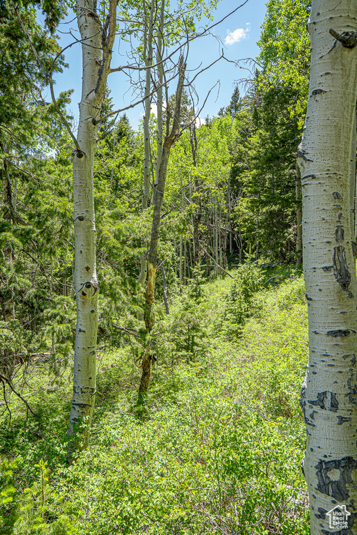 View of tree filled area