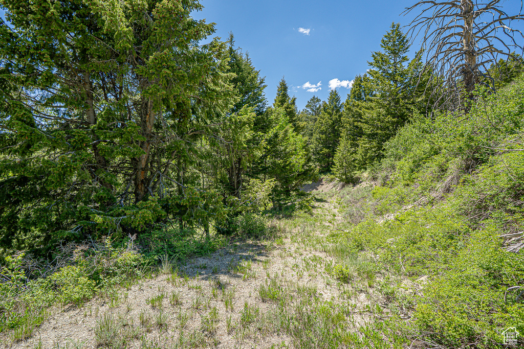 View of tree filled area
