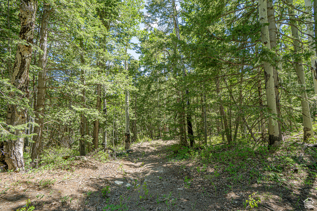 View of wooded area