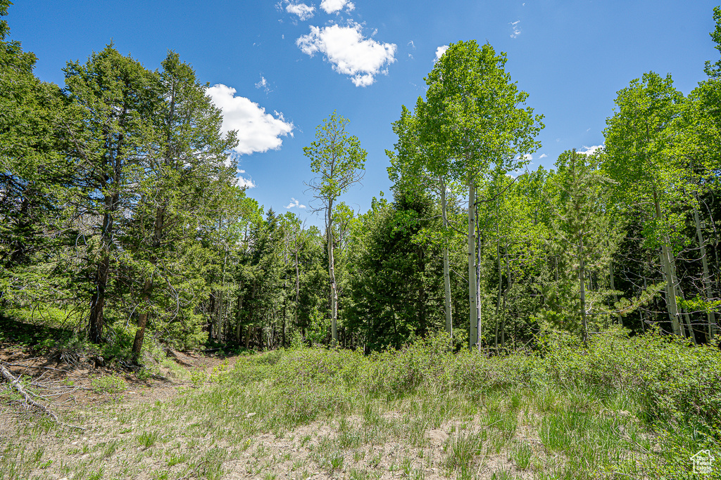 View of tree filled area