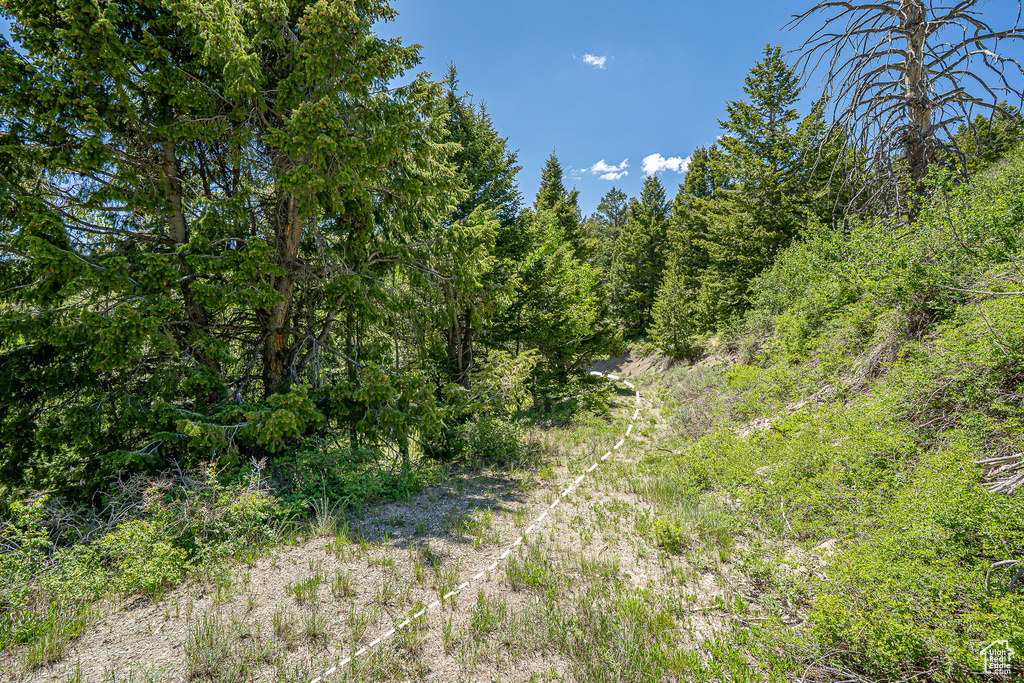 View of tree filled area